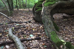 Woodlands, Naturpark Wildeshausener Geest