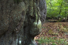 Woodlands, Naturpark Wildeshausener Geest
