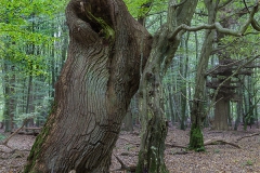 Woodlands, Naturpark Wildeshausener Geest