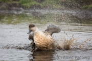 Crested Duck (c) Astrid Padberg