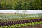 Greenhouses
