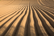 Asparargus field