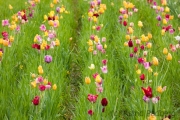 Field of tulips