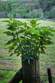 Nettle