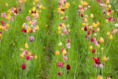 Field of tulips