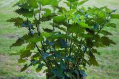 Nettle