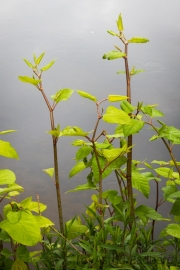 Wipperaue, Wupper