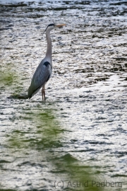 Grey heron