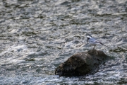 White wagtail