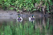 Mallards