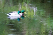 Mallards