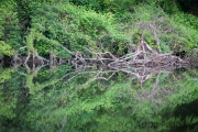 Wipperaue, Wupper