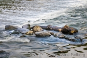 Wipperaue, Wupper
