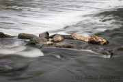 Wipperaue, Wupper