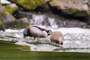 Mallards