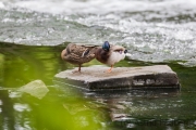 Mallards