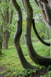 Wipperaue