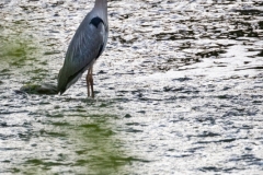 Grey heron