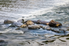 Wipperaue, Wupper