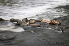 Wipperaue, Wupper