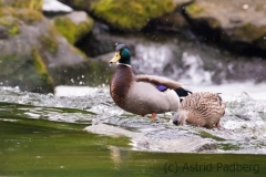 Mallards