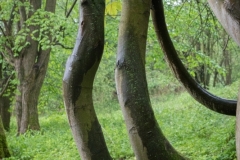 Wipperaue