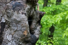 Wipperaue