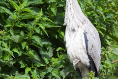 Graureiher; grey heron; Ardea cinerea