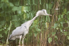 Graureiher; grey heron; Ardea cinerea