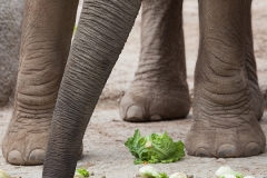 Afrikanischer Elefant; African bush elephant;  Loxodonta african