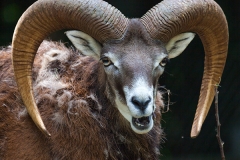 Mufflon; mouflon; Ovis orientalis orientalis