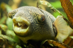 Kongo-Kugelfisch; Tetraodon miurus
