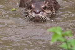 Zwergotter; oriental small-clawed otter; Amblonyx cinerea