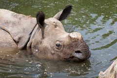 Panzernaßhorn; Indian rhinoceros; Rhinoceros unicornis
