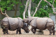 Panzernaßhorn; Indian rhinoceros; Rhinoceros unicornis