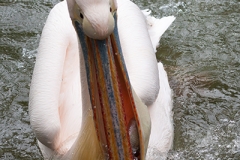 Rosa Pelikan; great white pelican; Pelecanus onocrotalus
