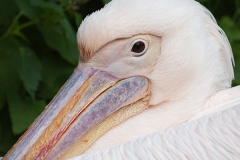 Rosa Pelikan; great white pelican; Pelecanus onocrotalus