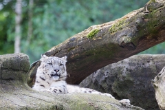 Schneeleopard; snow leopard; Panthera uncia syn. Uncia uncia