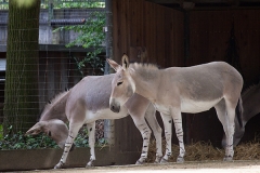Somali-Esel; African wild ass; African wild donkey; Equus africa