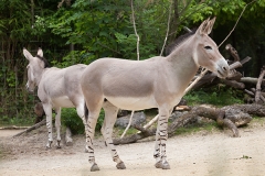 Somali-Esel; African wild ass; African wild donkey; Equus africa