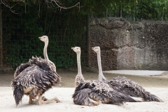 Strauß; common ostrich; Struthio camelus