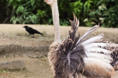 Common ostrich, Basel Zoo