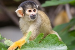 Totenkopfäffchen; Squirrel monkeys; Saimiri