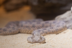 Hornviper;