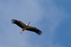 White stork, Basel Zoo