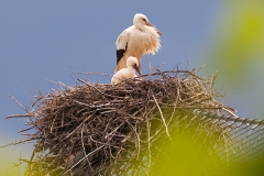 Weißstorch; white stork; Ciconia ciconia