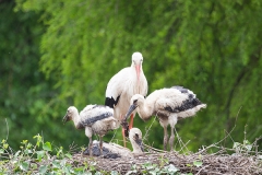 Weißstorch; white stork; Ciconia ciconia