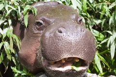 Pygmy hippopotamus; Basel Zoo
