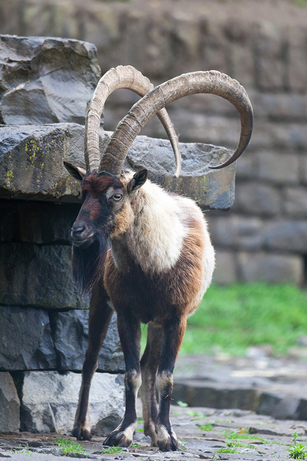Bezoarziege; wild goat; Capra aegagrus