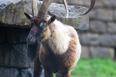 Bezoarziege; wild goat; Capra aegagrus